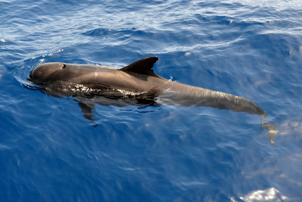 Velryby-a-delfiny-na-Kanarskych-ostrovoch