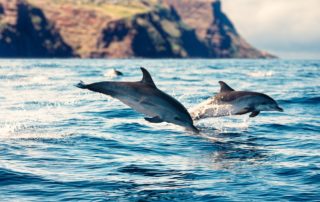 Madeira ponúka úžasné zážitky. ViaSale Travel, zažite ich s nami.