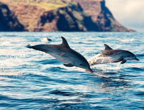 Krásne miesta: Madeira, zelený ostrov Atlantického oceánu