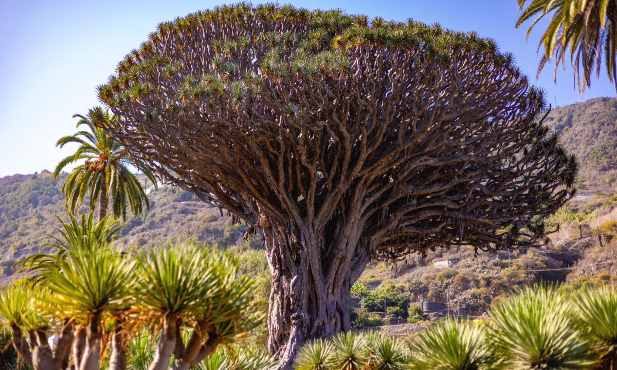 ICOD DE LOS VINOS, Tenerife
