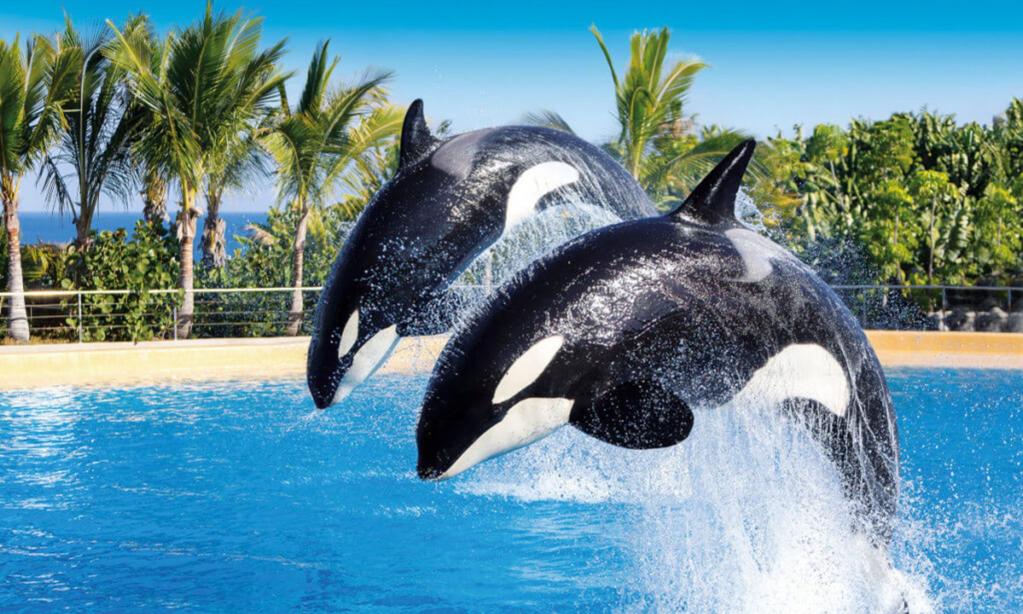 Loro Park Tenerife
