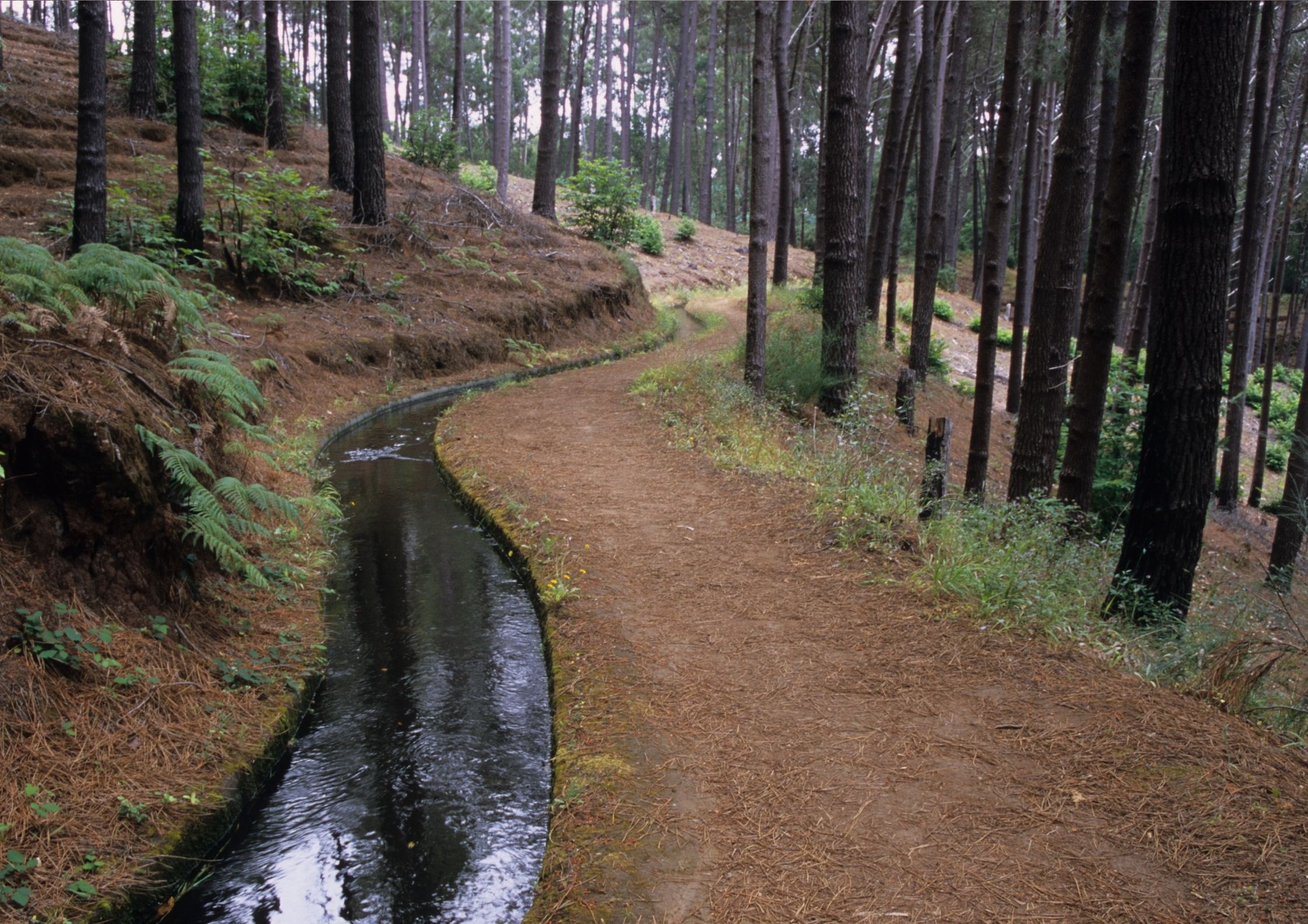Levady, Madeira