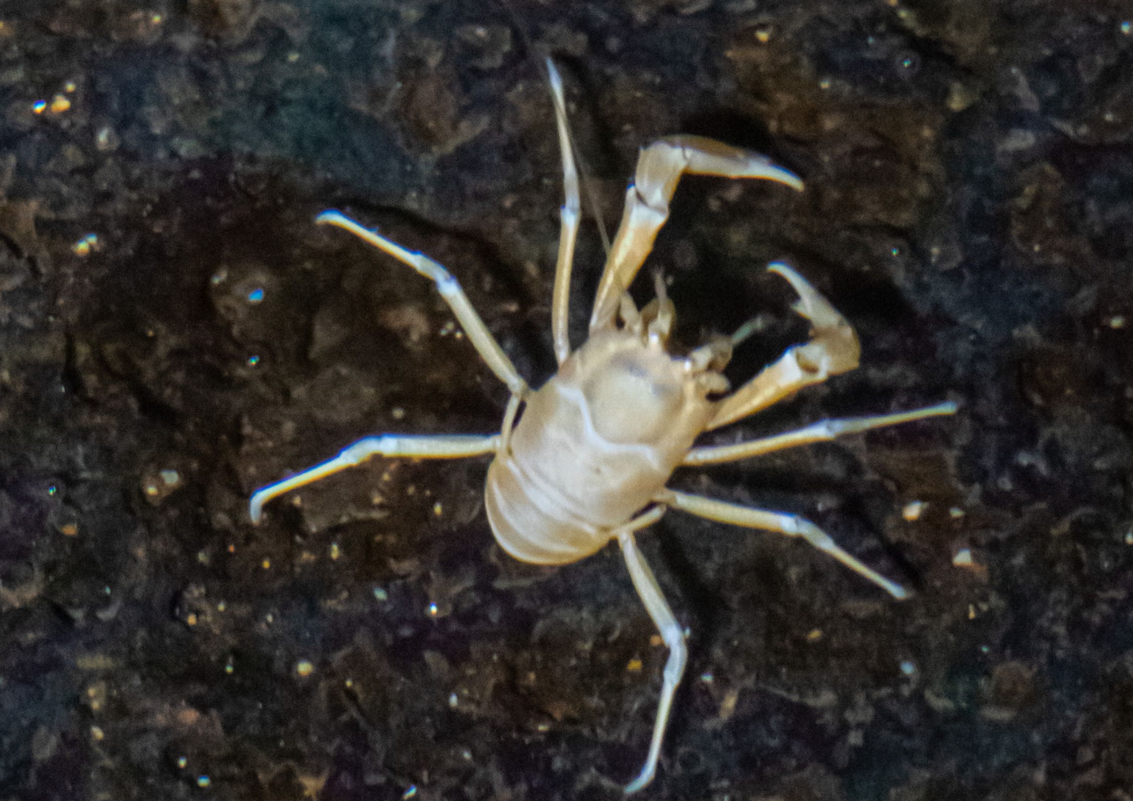Krab Albin, Lanzarote