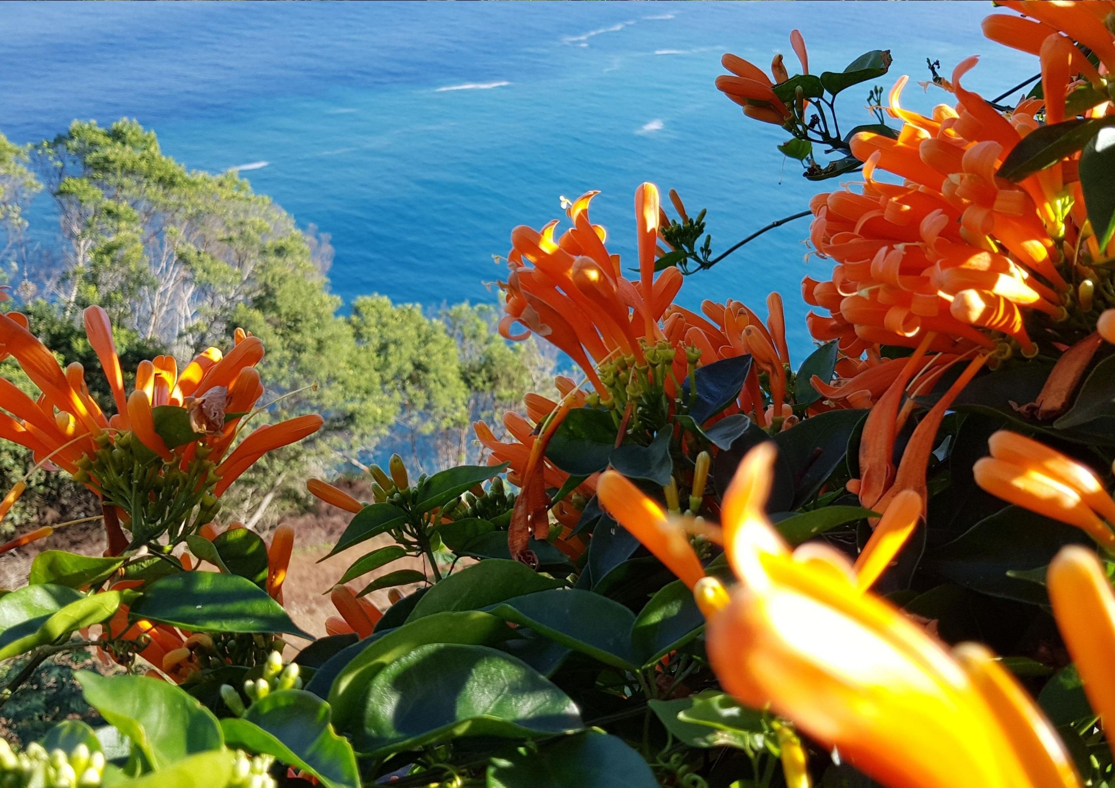 Madeira, ostrov kvetov
