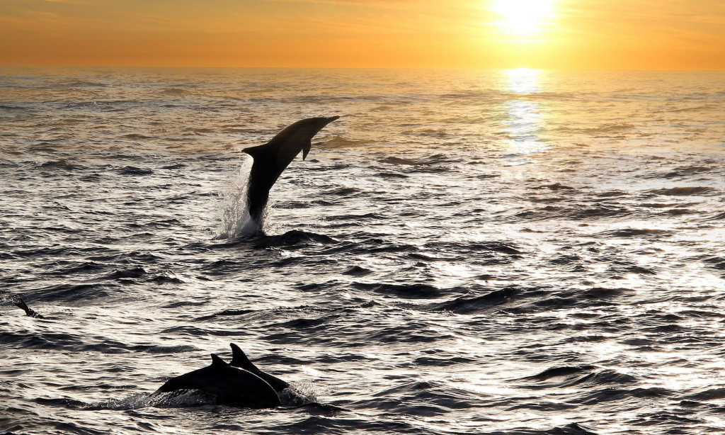 Lanzarote, Delfin