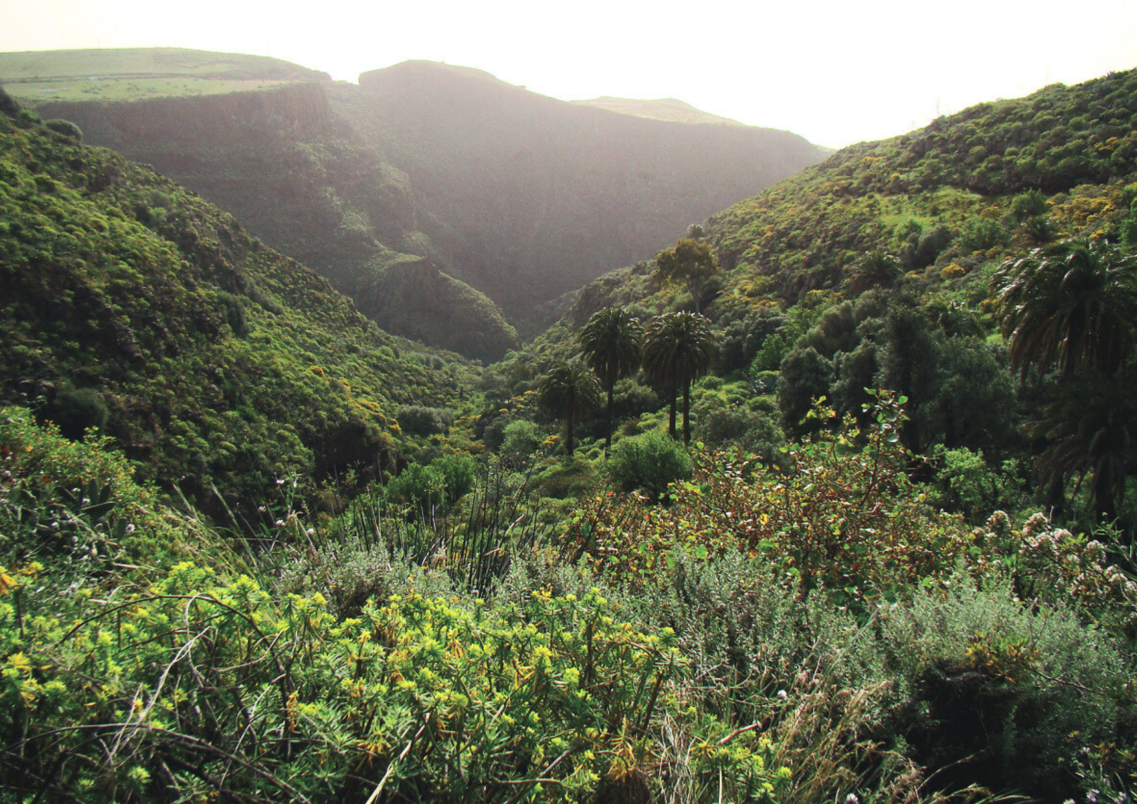 Zeleň Gran Canaria
